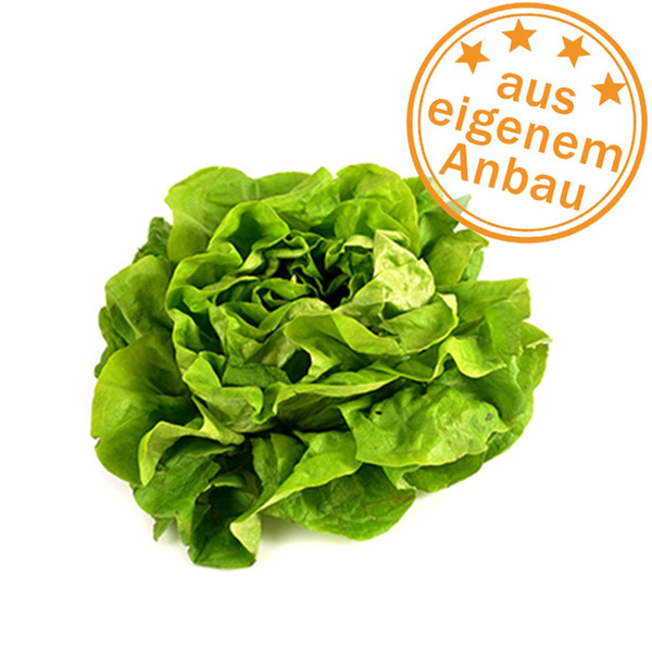Produktfoto zu Kopfsalat, grün, klein, eigen