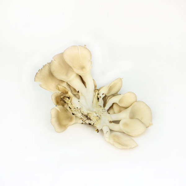 Produktfoto zu Austernpilze