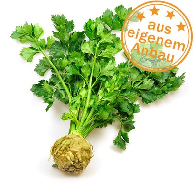 Produktfoto zu Knollensellerie mit Grün, eige