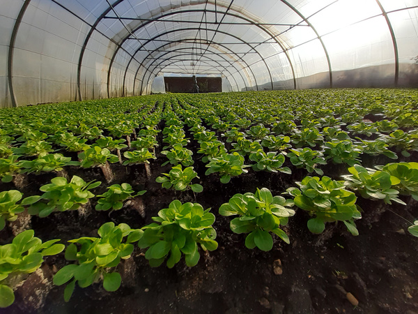KI generiert: Eine Gewächshausreihe voller grüner Pflanzen, die wachsen.