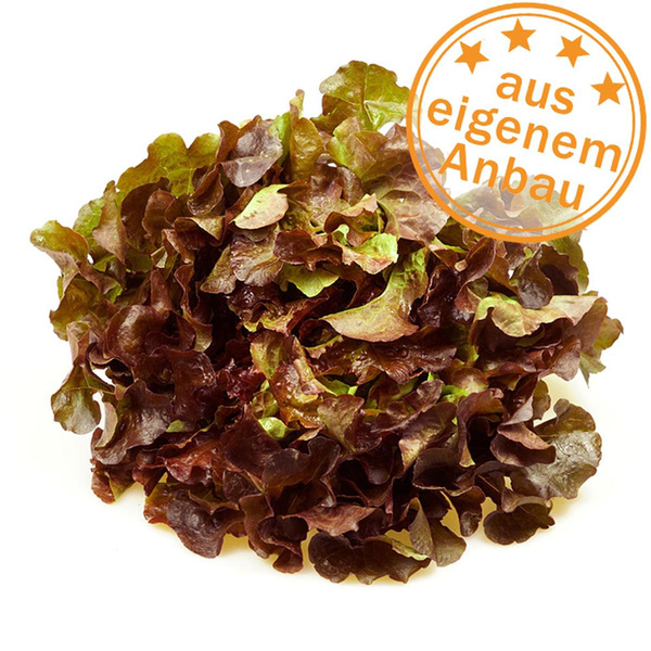 Produktfoto zu Eichblatt, rot, klein, eigen