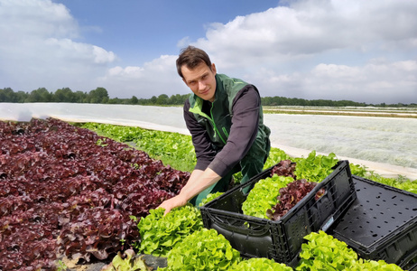  Ein Mann erntet Salat auf einem Feld unter freiem Himmel.