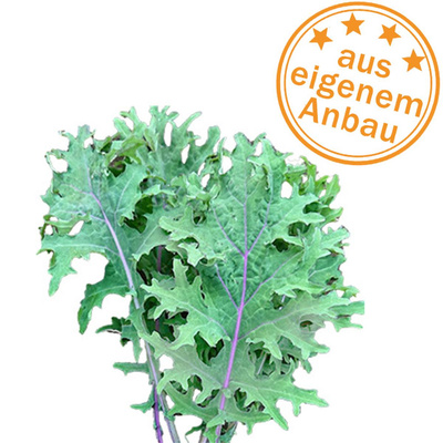 Produktfoto zu Palmkohl 'Red Russian Kale', eigen