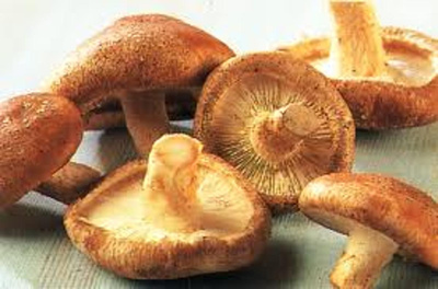 Produktfoto zu Shiitake