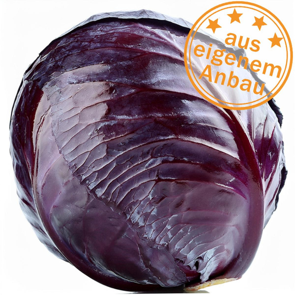 Produktfoto zu Rotkohl, dick, eigen, > 1,7 kg