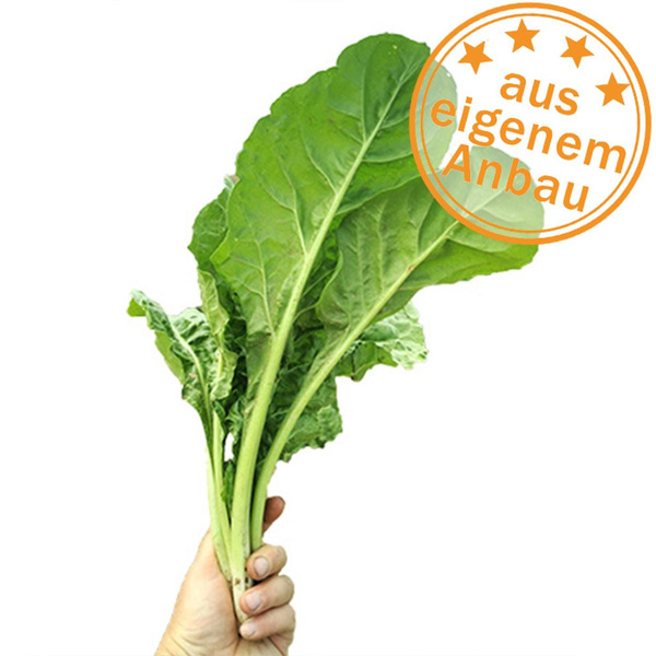 Produktfoto zu Schnittmangold, eigen