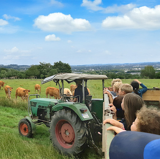 Traktor auf einer Wiese neben Kühen, Kinder schauen aus einem Anhänger.