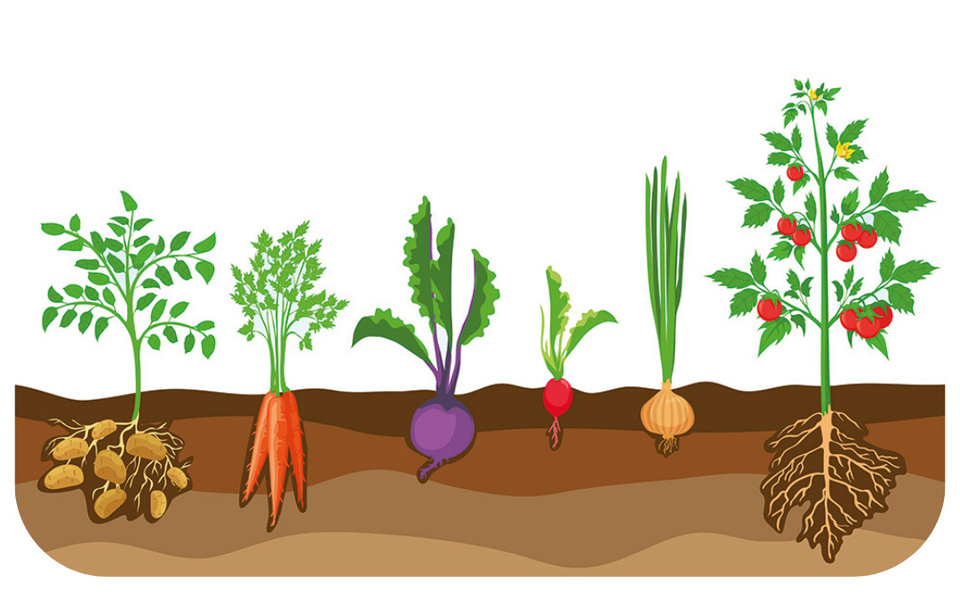 KI generiert: Illustration von Gemüse: Kartoffeln, Karotten, Rüben, Radieschen, Zwiebeln und Tomaten wachsen im Boden.