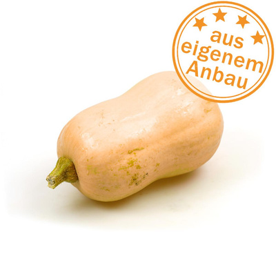 Produktfoto zu Kürbis Butternut, klein, eigen (< 800g)
