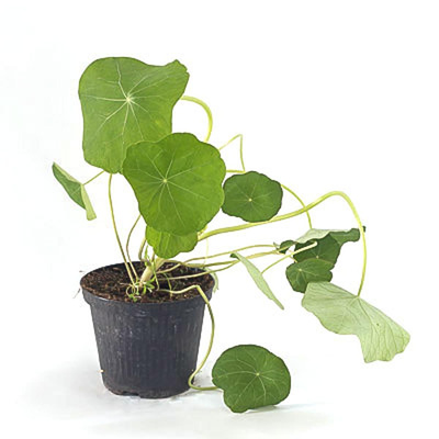 Produktfoto zu Kapuzinerkresse, Topf