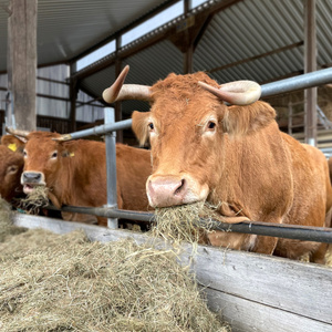 Kühe fressen Heu in einem Stall.