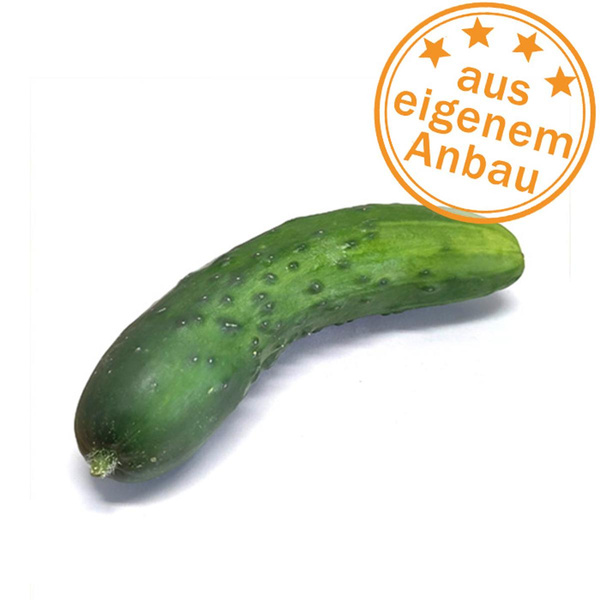 Produktfoto zu Freilandgurke, klein, eigen