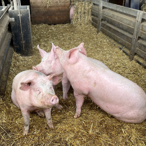  Drei Schweine in einem Stall auf Stroh stehend und liegend.