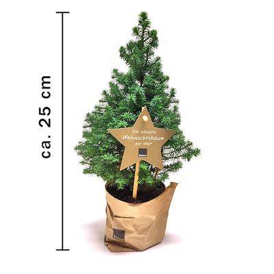 Produktfoto zu Weihnachtsbäumchen "Kegelzypresse", ca. 25 cm